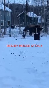 DEADLY MOOSE ATTACK - 📸 Source: @ eltonwilliams24 on TikTok All credit are reserved for their respective Owners - 💝 . . . . . . #moose #wildlife #wildanimals #wildlifephotography #cute #cutechallenge #nature #naturephotography #Earth #reelsfypシ #reelschallenge #beauty #beautiful #bestphotochallenge #BestPhotographyChallengeio #picturechallenge #wildanimal #animals #photo #challenge #photographychallenge #picture #picoftheday #photographer #photoshoot #photochallenge #photoeditingchallengesstod