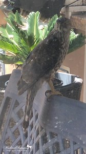 5.8K views · 100 reactions | Birds of Prey in our Backyard ... and...