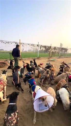 Compassionate Animal Rescue for Stray Animals