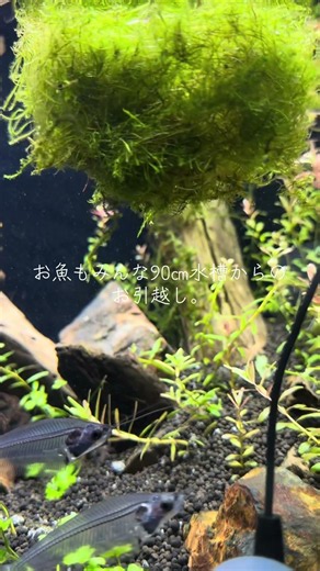 60㎝low水槽立ち上げ#アクアリウム #アクアリウムのある暮らし #水槽立ち上げ#ada #90㎝水槽からのお引越し