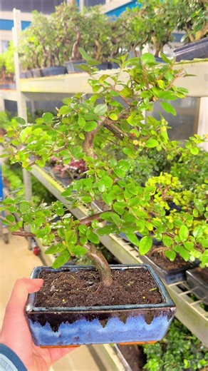 We are very excited about our flowering Chinese Sweet Plum bonsai here at Bonsai Direct 😃🌼 #bonsai #bonsaidirect #flower #flowering #plants
