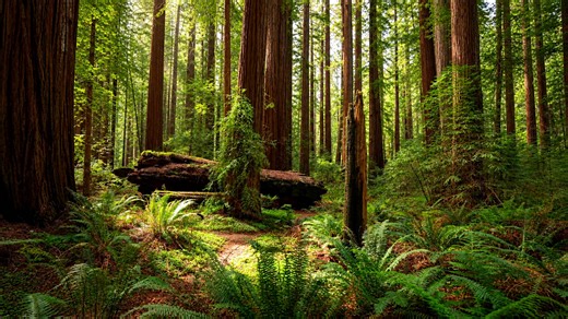 Discover Rockefeller Loop Trail in California’s Redwood Forest (4K)