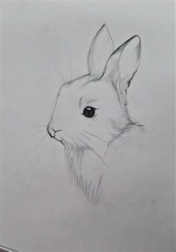 Rabbit Sketch| Sketch Of Rabbit | Cute Rabbit Drawing #rabbit #cuterabbit #sketch