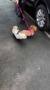 3.3K views · 17 reactions | Reactive Toy Poodle & Maltipoo Fixed! #toypoodle #toypoodles #maltipoo #maltipoos #reactivedog #aggressivedog #bigdogfellas #dogtraining #dogtrainer | Big Dog Fellas | Facebook