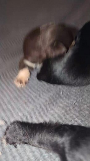 Nov 19 part 1 | Shadows Miniature Schnauzers