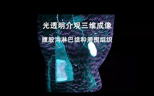 光透明介观三维成像——腹股沟淋巴结和周围组织（皮肤和肌肉）