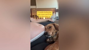 Dog Feels Owner's Baby Kick for First Time