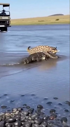 🐆🦎 Fearless Cat Attacks Giant Lizard #Wildlife #AnimalFight