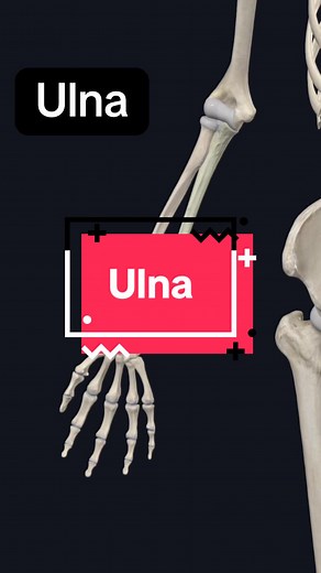 Exploring the Ulna Bone: Anatomy and Key Features
