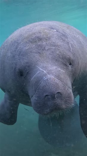 Wildpath on Instagram: "Beneath Rodman Reservoir lies a hidden world — more than twenty drowned springs, an ancient forest, and a river system that once connected Silver Springs to the St. Johns. When the water was temporarily lowered, parts of the Ocklawaha emerged for the first time in decades. National Geographic Explorer and photographer @jason_gulley_science has spent years documenting wild places around the world, but what he found here — in Florida — rivaled anything he witnessed in the A