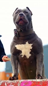 3.2K views · 13 reactions | 5 most powerful dogs in the world #fy #fyp #fypシ゚ #fypシ゚viralシ #foryoupage #dog #animals #bravestdog #strongestdogs #giantschnauzer #rottweiler #kangal #greatdane #beauceron #puppy #pet #doglover #PetLover #dogsofttiktok #explorepage #discovery #usa | Dog Breeds | Facebook