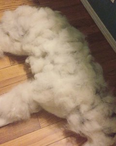 10K views · 155 reactions | Fur pile or dog??  | Fluffy Husky Tales | Facebook