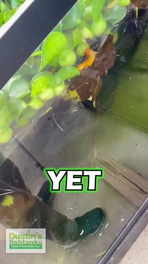 Amazing Golden Dojo Loach Behavior Caught on Camera