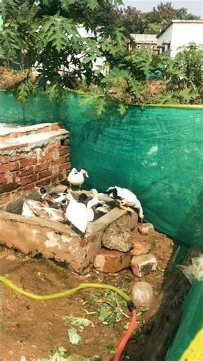Indian runner duck farming in Indian village #duckfarmer #duck #dancingduck #ducklife #duckfarm