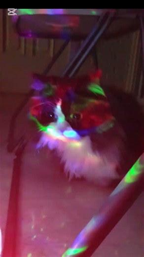 클럽에서 얼어버린 시몬Simon Goes to the Club#shorts#funny #먼치킨 #고양이
