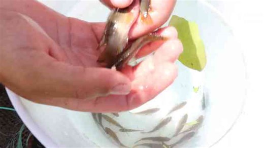 Trapping exotic cichlids in a polluted creek