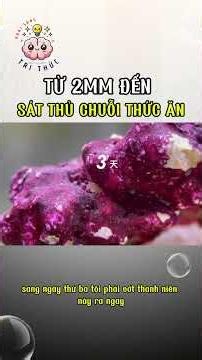 Từ 2mm đến sát thủ chuỗi thức ăn: Phân tích sự phát triển của cua bùn 🦀