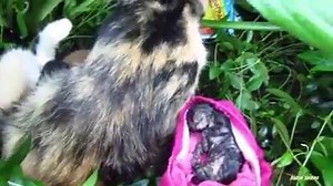 261K views · 2.9K reactions | Lucky kitten cheats death! <3 | Bad Cat Clothing | Facebook