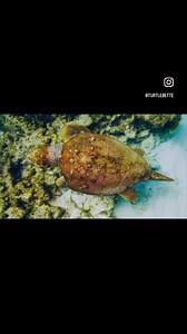 26K views · 1.5K reactions | Happy Turtle Tuesday Adult male loggerhead sea turtle. Video credit @fraziernivensoceanimaging #conmectandprotect #compassioniscontagious #seaturtleconservation #seaturtlelove #loggerhead #seaturtle | The Turtle Hospital | Facebook