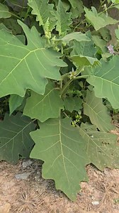 1M views · 13K reactions | #Tshuaj zoo dev vwm tom zoo nab tom https://www.facebook.com/share/1AuFn4vhK4/ 02099832957 | KWS TSHauJ HMOOB | Facebook