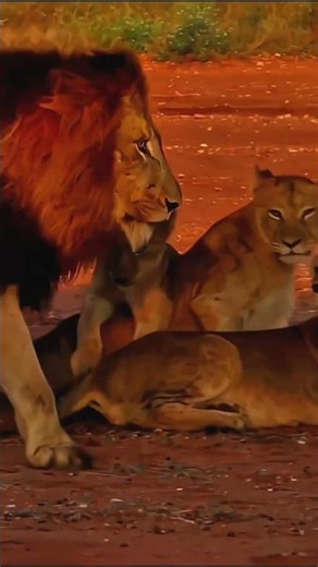 Funny Lion Cub Makes Dad Angry Jungle Life Moments