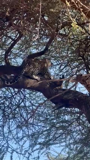 Leopard with a kill of African wildcat on top of the tree... | Benson Njapit