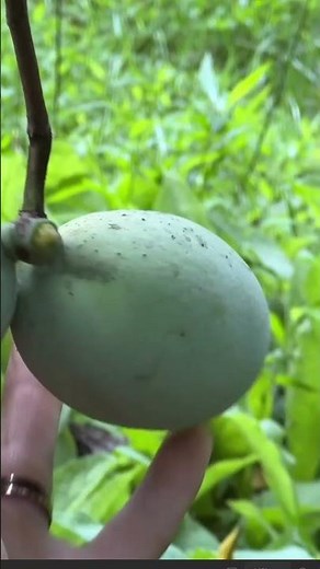 How to Pick a Paw Paw Fruit