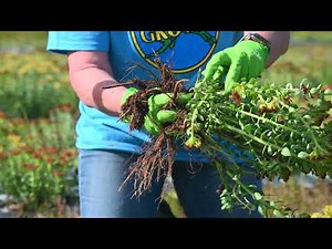 Rhodiola rosea Basics