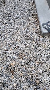 10K views · 112 reactions | This sweet 13 year old boy is lookng to gain a few pounds and find his furever home. At 13, his Christmas present was being left at animal control by his owner. We took him in, straight to a thorough medical exam, then to a comfy and warm foster home where he was promised cheeseburgers and champagne at midnight 壟 He may have had a rough past but we will give him the best future a dog can have. | Canine Pet Rescue | Facebook