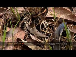 Cobra glides through the leaf litter