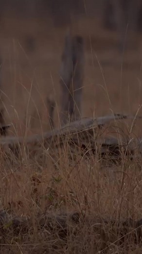 62K views · 1K reactions | Spotted Hyenas vs Wild Dogs!  Watch the full video on Love Nature YouTube! #wilddogs #hyena #spottedhyena #wildlife #lovenature | Love Nature | Facebook