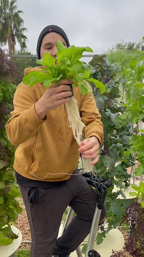 When growing arugula on a Tower Garden, you can harvest the leaves within 3 weeks! #TowerGarden #TowerFarms #Aeroponics #Hydroponics #VerticalFarming #Cruciferous #Brassica #Arugula #Rucola #CruciferousVegetables #PesticideFree #Soilless #FarmToTable #VegetableGarden #Potager #Allotment #KitchenGarden #GrowYourOwn #HealthyLiving #Locavore #Agrotonomy