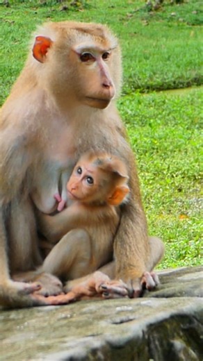 Baby Lynx’s first attempts at foraging are guided by Luna’s watchful eyes | Little BB Monkey