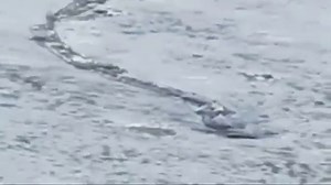 Still Waiting for the Iceland Sea Worm