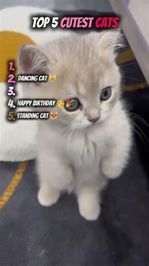 Top 5 Cutest Cats of All Time (So Adorable!) 😻🐾 #cats #top5 #cutecat
