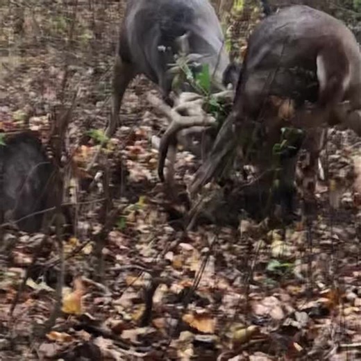 Samson's Whitetail Mountain on Instagram: "Pre Black Friday today high noon ! #deals #hunts #horns"