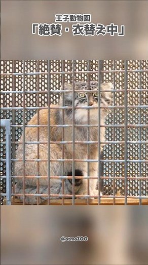 猫っ毛のメンテナンスはむずかしい #マヌルネコ #イーリス