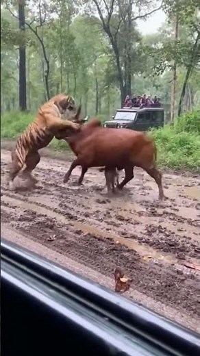 Tiger vs Wild Bull | Real Jungle Safari Fight Caught on Camera 🐅🔥