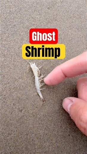 I found a Ghost Shrimp covered in bugs! 👻🦐 #education #nature #GhostShrimp