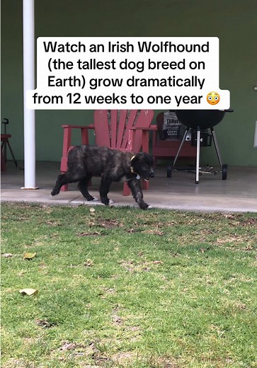 Irish Wolfhound Growth: 12 Weeks to 1 Year