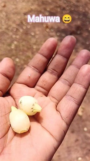 mahua Koi nahin chun raha😄#shorts #ytshorts #sadrisong #nagpurisong @BabyBhengra