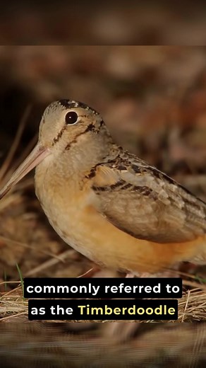 Fascinating Hunting Techniques of the American Woodcock