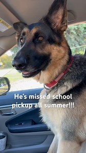 77K views · 1.9K reactions | German Shepard loves school pickup #fblifestyle #dog #germanshepherd #gsd #puppy #gsdlover | Cute Animals | Facebook