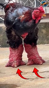 The Dragon Chicken, The Strangest Chickens In The World Follow Our Social Media: IG: @el_nin0_tv TT: el_nino_tv FB: El Nino TV YT: EL NINO TV #chicken #dragon #farm #farming #nature #animals #animalsfacts #viral #viralvideo #viralreels #fblifestyle #trending #trendingreels #reels #reelsviral #fyp #fypreels #fypジ #fypシ゚viralシfypシ゚ #ｆｙｐシ #fypシ❤️💞❤️ | El Nino TV