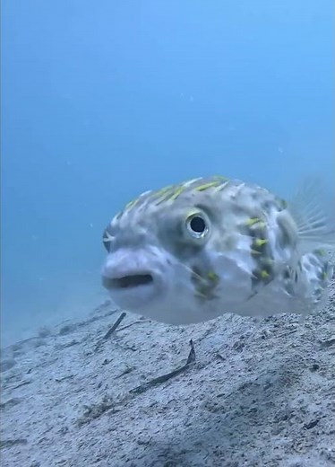Pooping Pufferfish