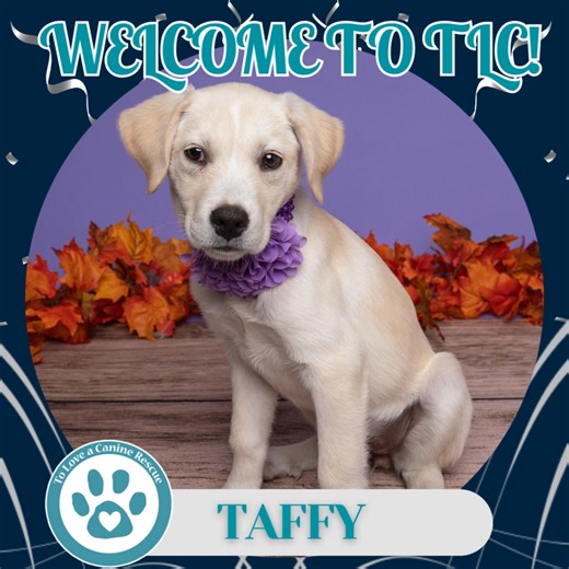 🐾 20 New Rescues, 20 Fresh Starts! 🐾 This past weekend, 20 new dogs joined the TLC family! Each one now has the chance at a brighter tomorrow—and it’s all thanks to the incredible teamwork that makes every rescue possible. A huge THANK YOU to our rescue partners, transport teams, foster families, volunteers, adopters, and supporters. Your love and dedication are the reason these pups get their second chance. 💙 Want to be part of their journey? 🏠 Become a foster: (https://f.mtr.cool/qksfekvgc