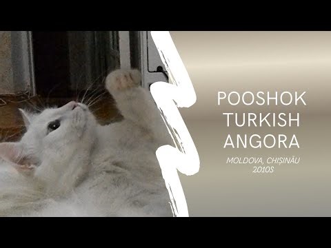 Pooshok in His Wild Era | Turkish Angora (2010s)