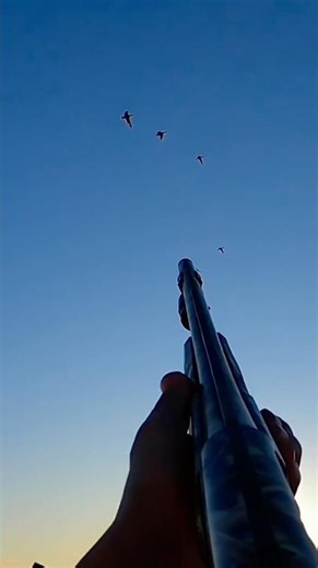 Love these types of quick double ! #duckhunting #hunting #duck ‪@bossshotshells‬ #waterfowl