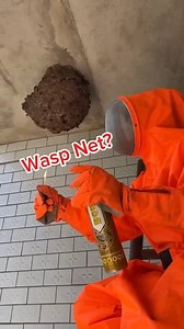 🐝 Why do wasps build nests near humans? Just like us, they’re searching for food, shelter, and safety. Sadly, when they build too close, they become a danger instead of neighbors. Would you destroy the nest or let them be? 🤔 #Wasps #NatureFacts #Insects #Wildlife #NatureVideo #OutOfTime #fblifestyle | Out Oftime