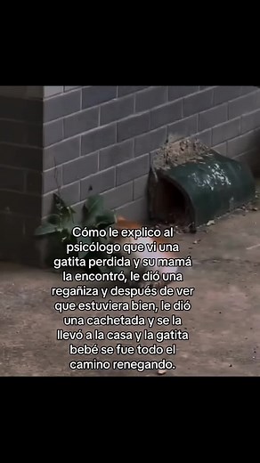 Boleroglam: gatitt vevev golpeada - significado y contexto